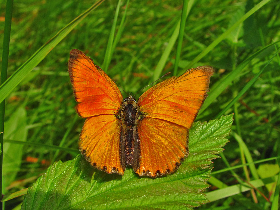 Dukatenfalter (selten)