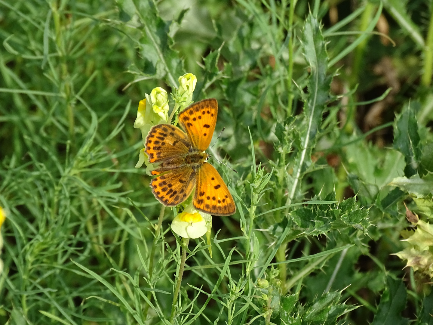 Dukatenfalter-Weibchen (Lycaena virgauraea)