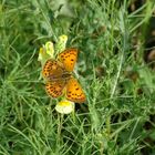 Dukatenfalter-Weibchen (Lycaena virgauraea)