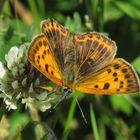 Dukatenfalter, weibl., mit geöffneten Flügeln auf weißer Kleeblüte