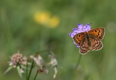 Dukatenfalter weiblich