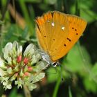 Dukatenfalter, weiblich, Unterseite, auf weißer Kleeblüte Nektar saugend