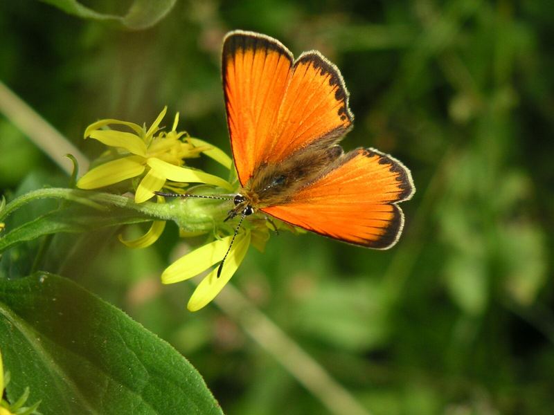 Dukatenfaltermännchen.