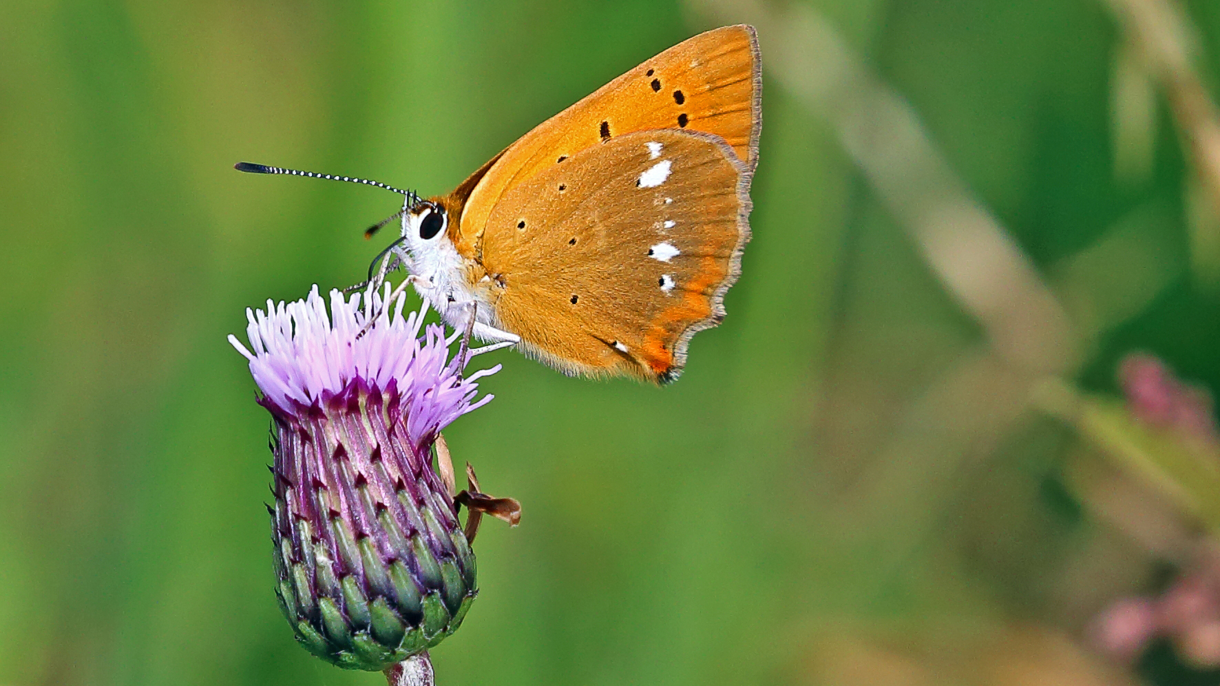 Dukatenfeuerfalter ,Lycaena virgaureae hat mir zugeklappt...