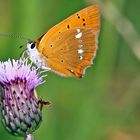 Dukatenfeuerfalter ,Lycaena virgaureae hat mir zugeklappt...