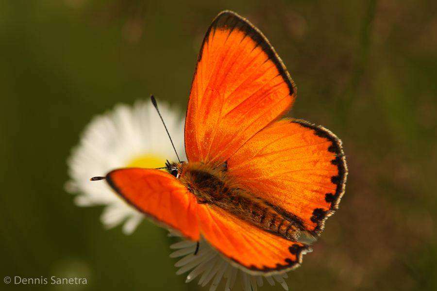 Dukatenfeuerfalter (Lycaena virgaureae) Männchen