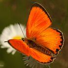 Dukatenfeuerfalter (Lycaena virgaureae) Männchen