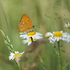 Dukatenfeuerfalter (Lycaena virgaureae), Männchen