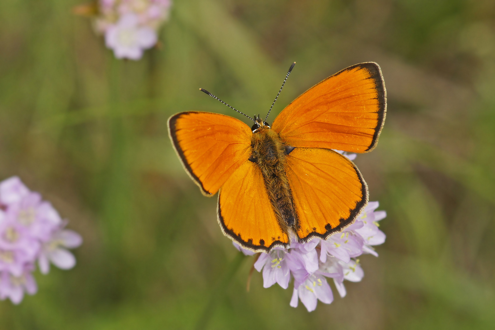 Dukatenfeuerfalter (Lycaena virgaureae), Männchen