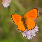 Dukatenfeuerfalter (Lycaena virgaureae), Männchen