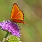 Dukatenfeuerfalter mal "ganz groß"...(Lycaena virgaureae)