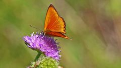 Dukatenfeuerfalter mal "ganz groß"...(Lycaena virgaureae)