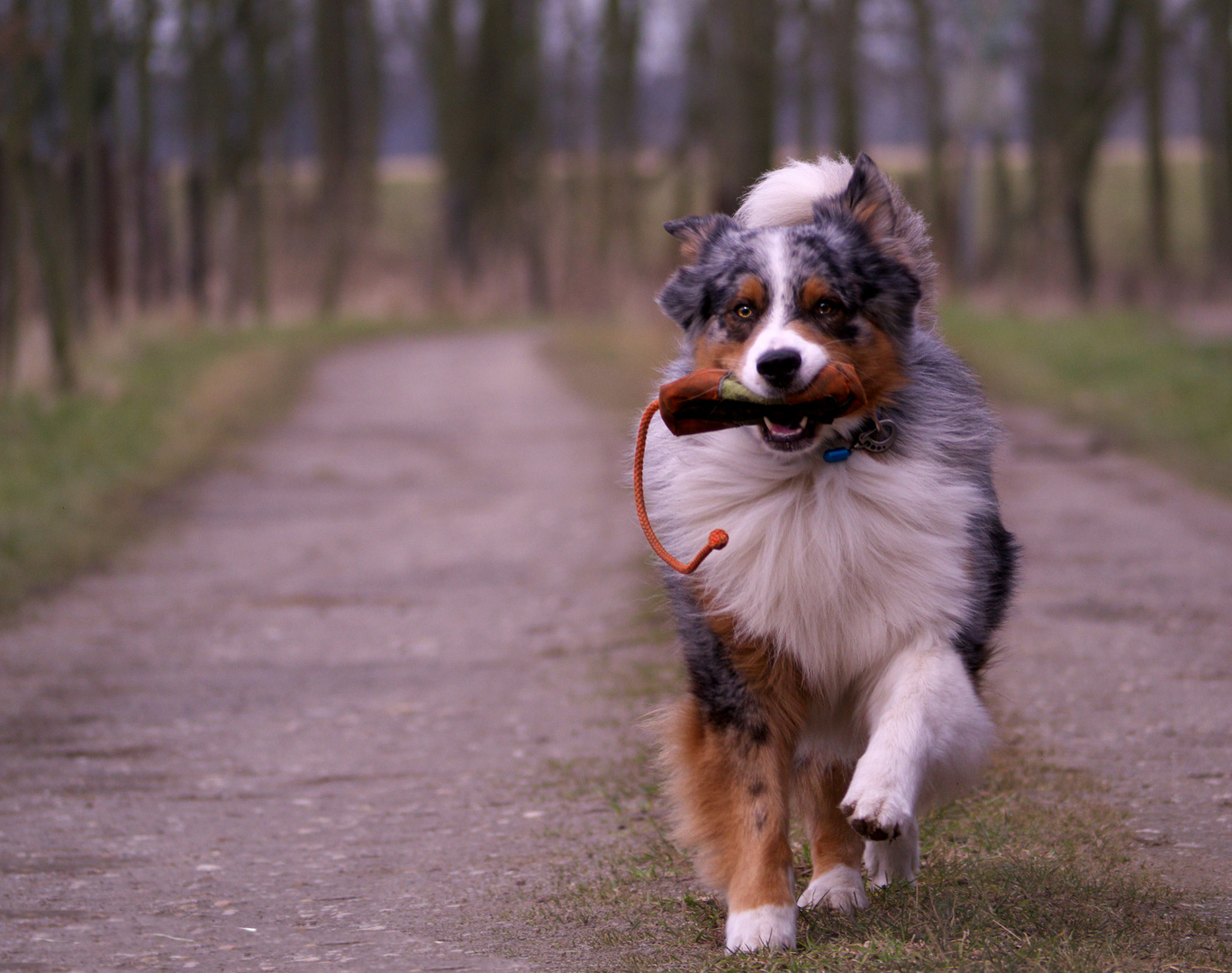 Duke, Australian Shepherd Rüde, 3,5 Jahre