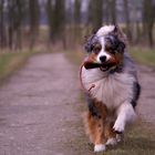 Duke, Australian Shepherd Rüde, 3,5 Jahre