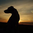 Duke beim Sonnenuntergang