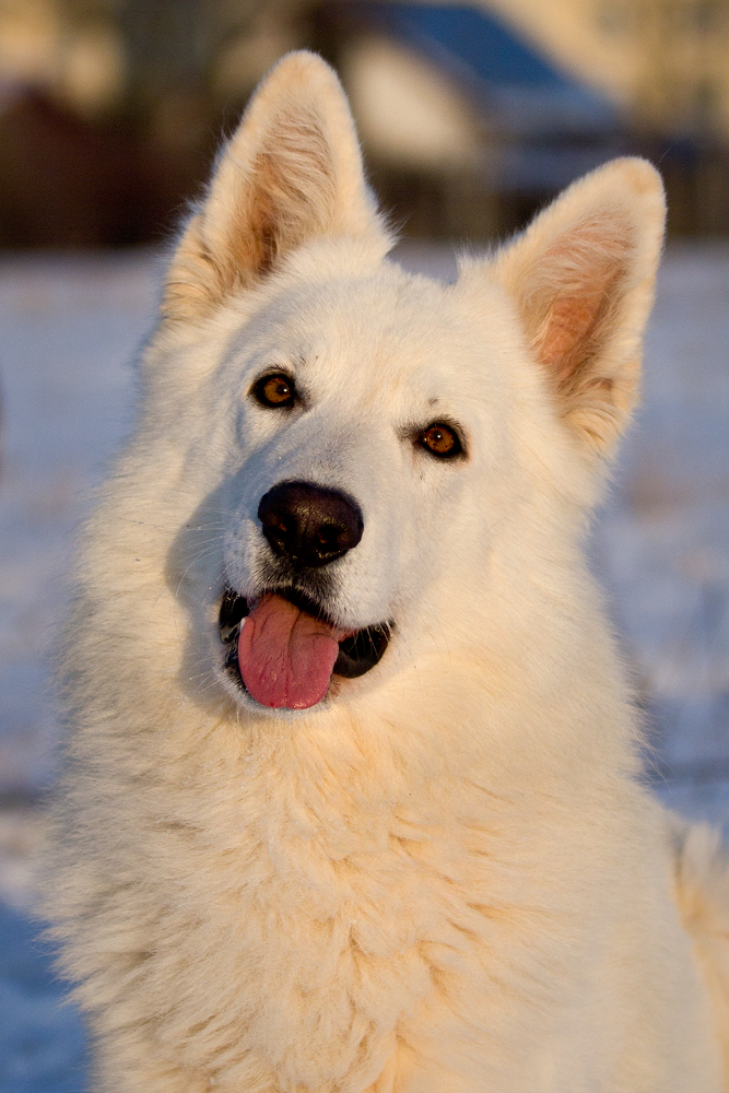 Duke, der Strahlemann :)