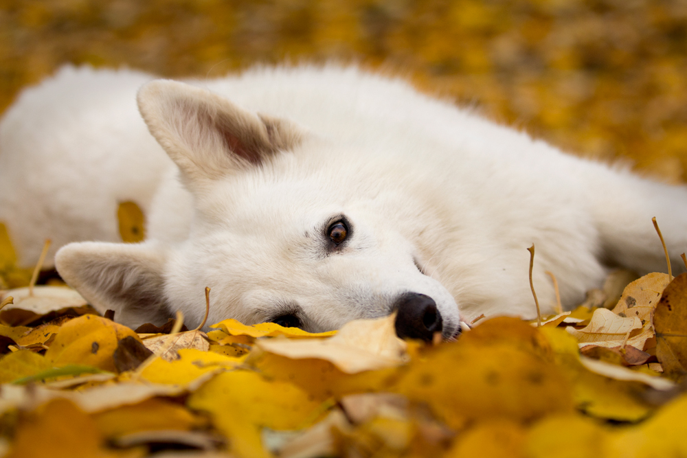 Duke im gelben Herbstlaub