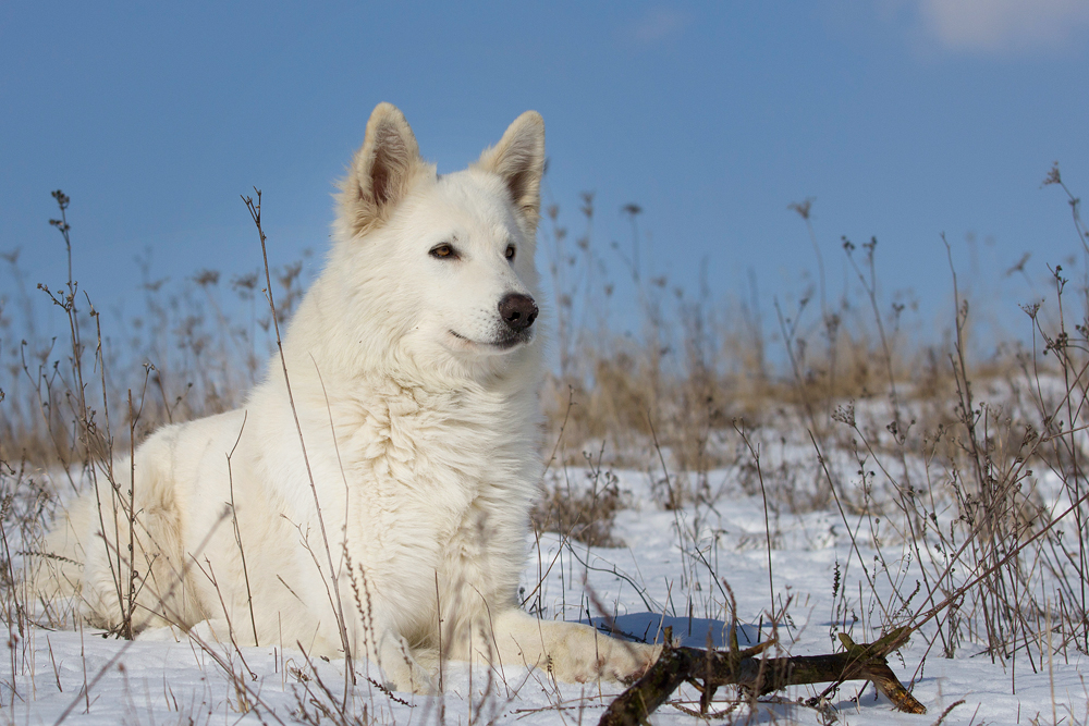 Duke im Schnee