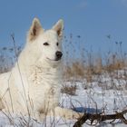 Duke im Schnee