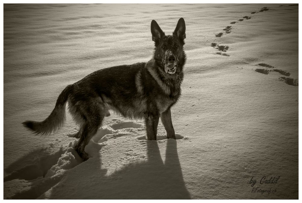 Duke im Winterlichen Gegenlicht