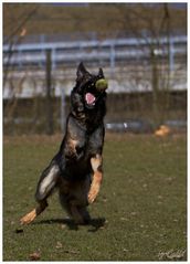 Duke und der Ball