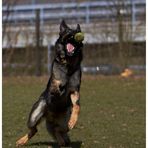 Duke und der Ball