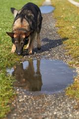 Duke und die Pfütze II