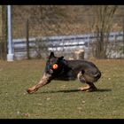 Duke und sein Ball