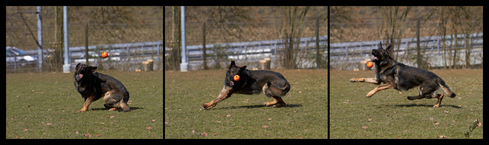 Duke und sein Ball