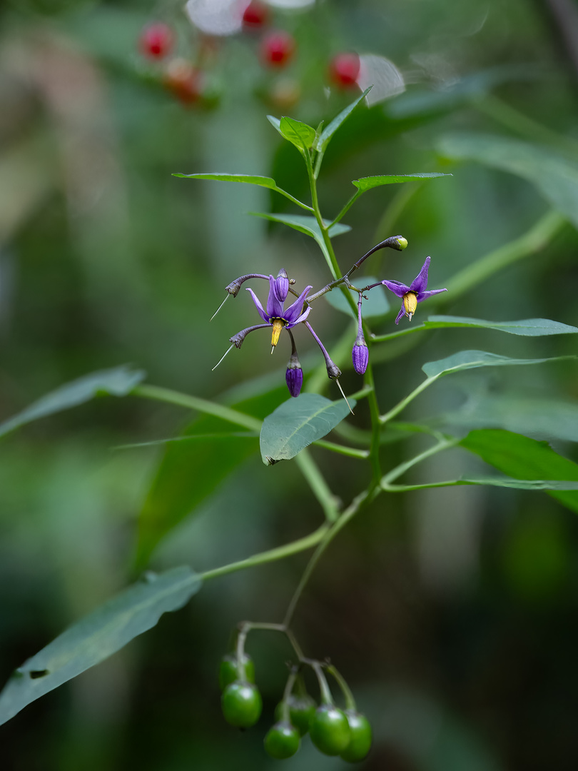 Dulcamara solanum