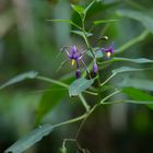 Dulcamara solanum