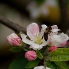 Dulce flor de manzano