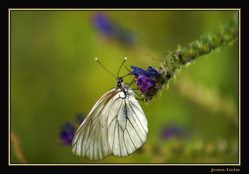 Dulce Mariposa