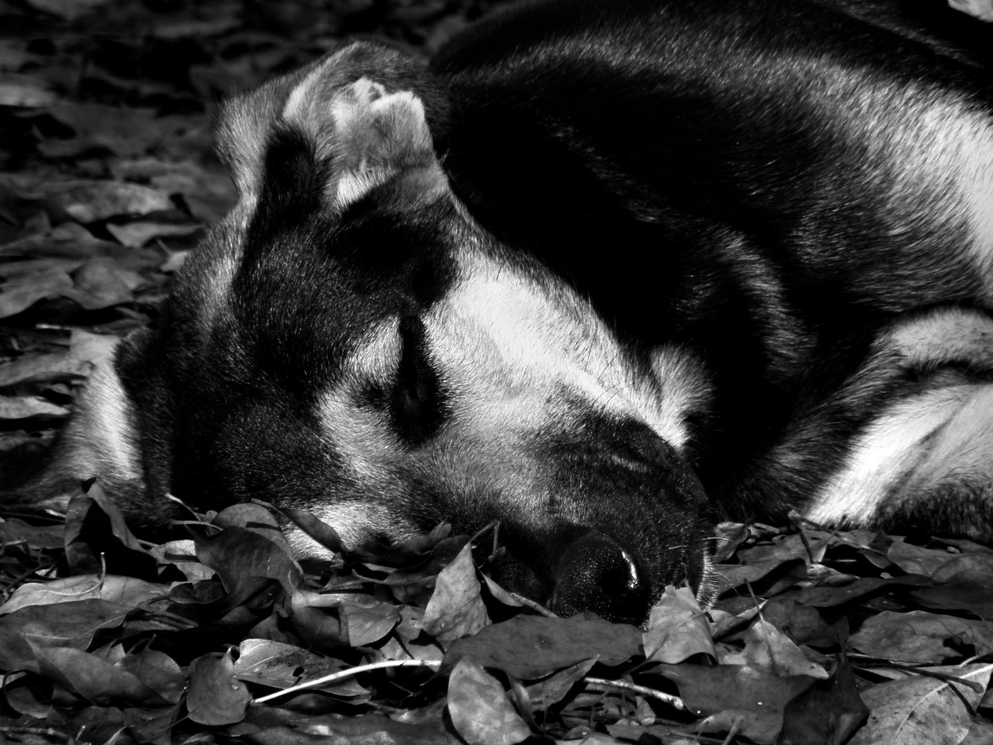 dulces sueños