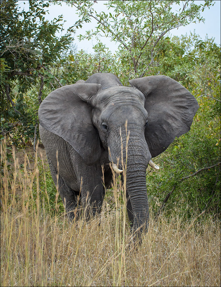 Dumbo Foto & Bild africa, southern africa, south africa Bilder auf