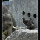Dumbo - der fliegende Elefant