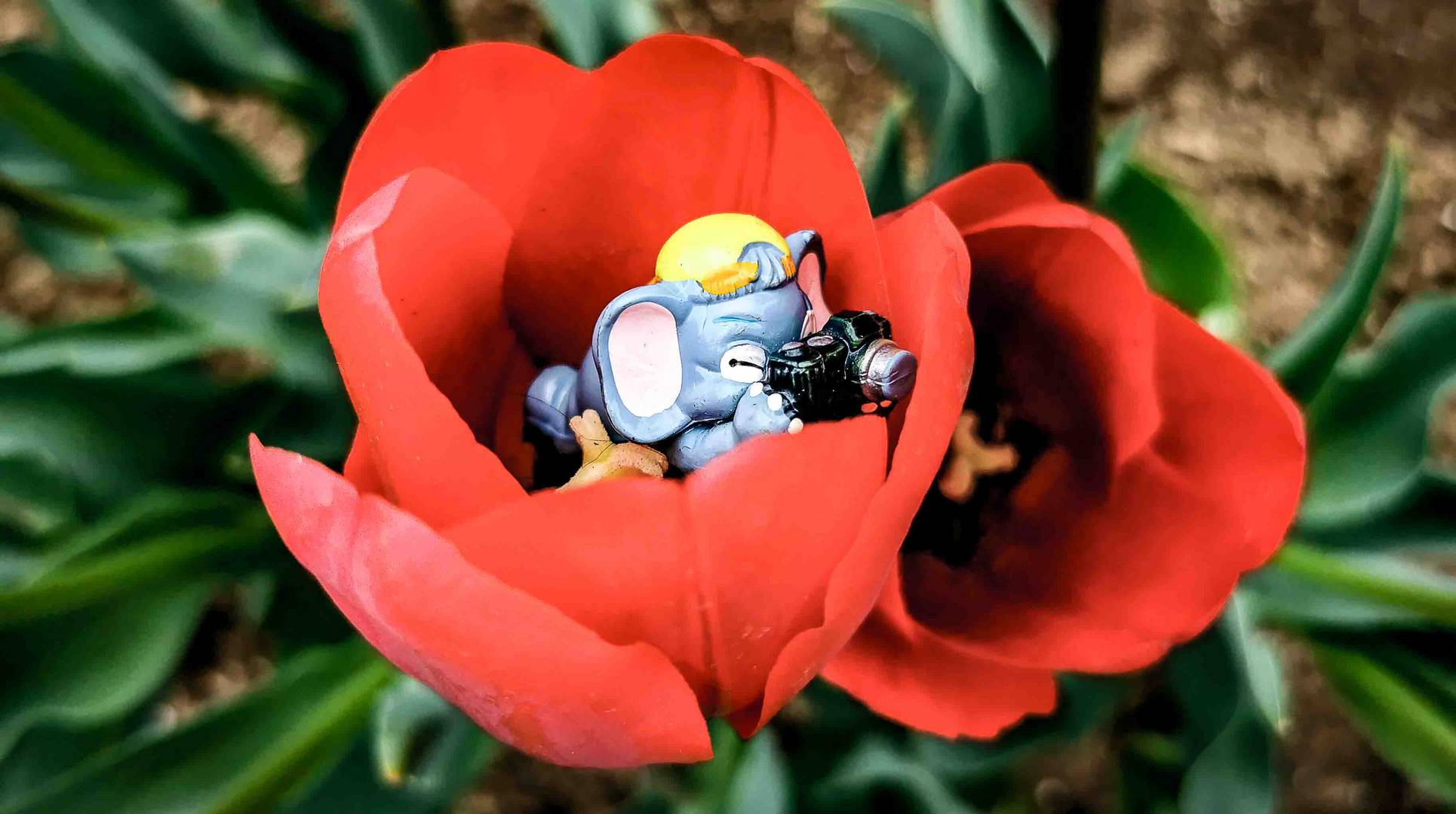 Dumbo Fotografo e i tulipani