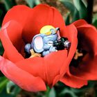 Dumbo Fotografo e i tulipani