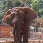 Dumbo, im Safari Park in Fasano (Italien)