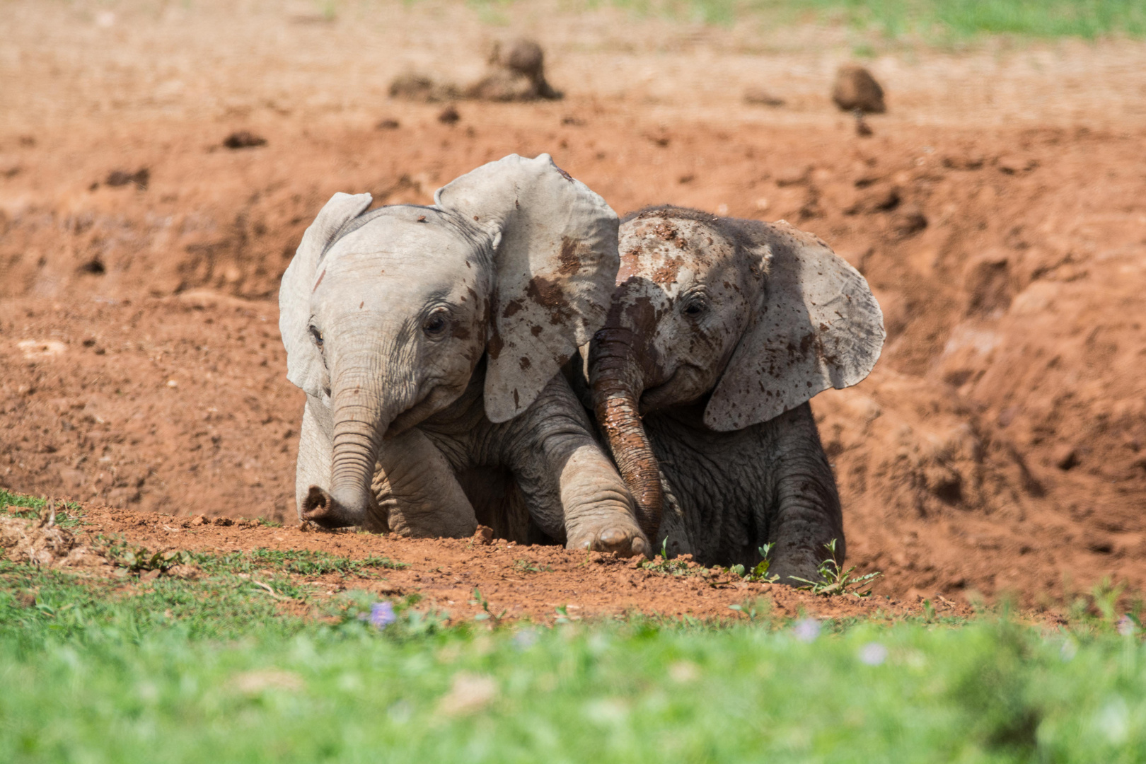 Dumbo mit Bruder am Wasserloch