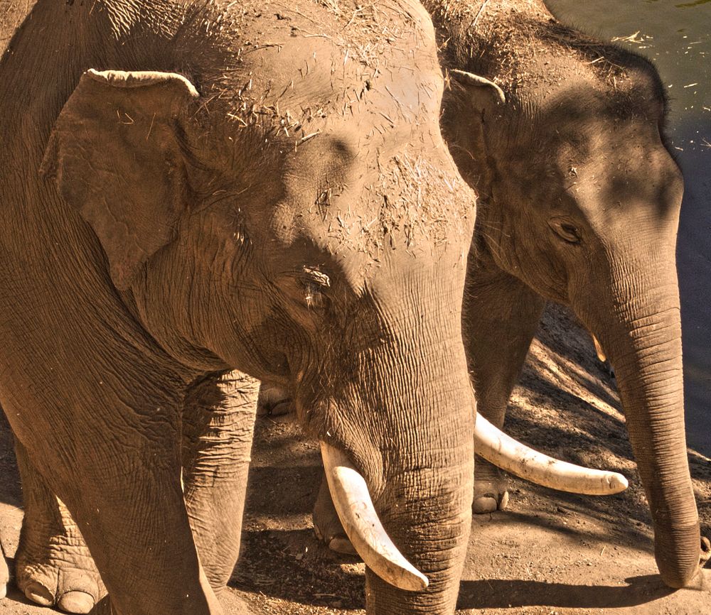 Dumbo y su mamá