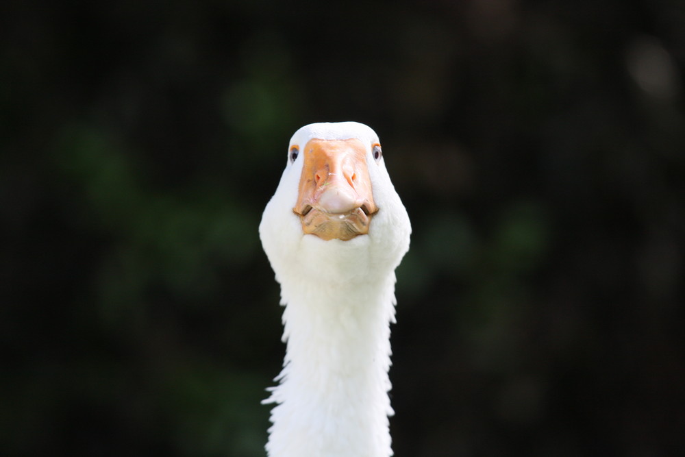 Gucken Oder Kucken Gucken Oder Kucken