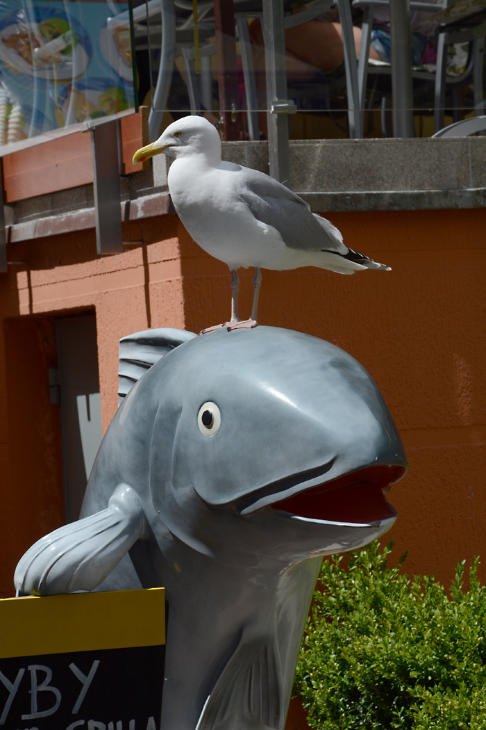 Dumme Möwe - sitzt auf einem Fisch und frisst ihn nicht