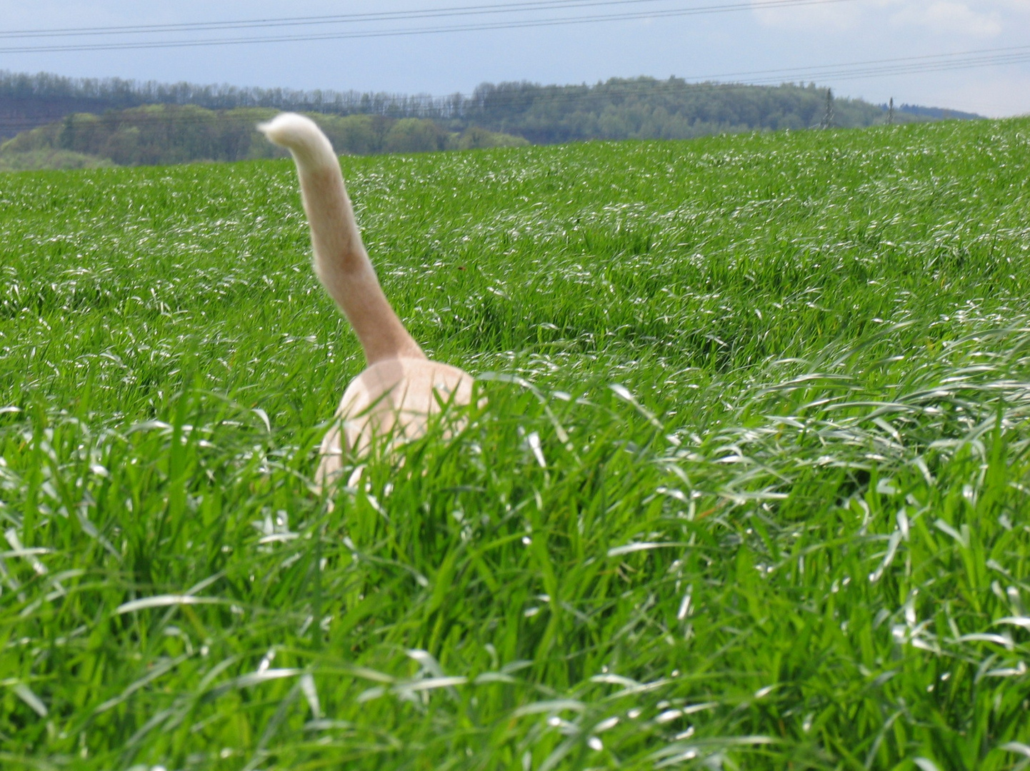 "Dummer" Hund versteckt sich