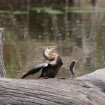 Dummer Schlangenhalsvogel (5)