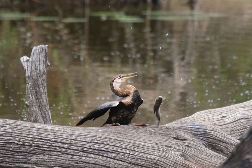 Dummer Schlangenhalsvogel (5)