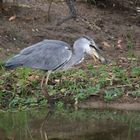 Dummer Schlangenhalsvogel 