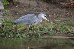 Dummer Schlangenhalsvogel 