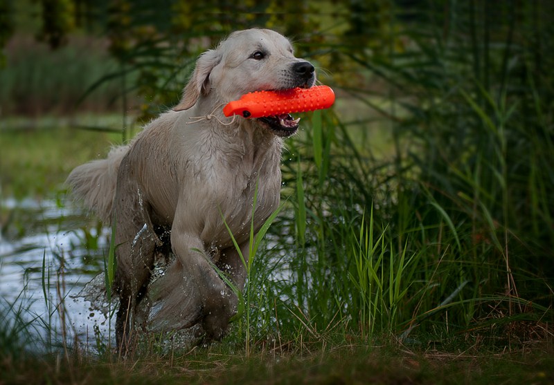 Dummy Training in der Heide