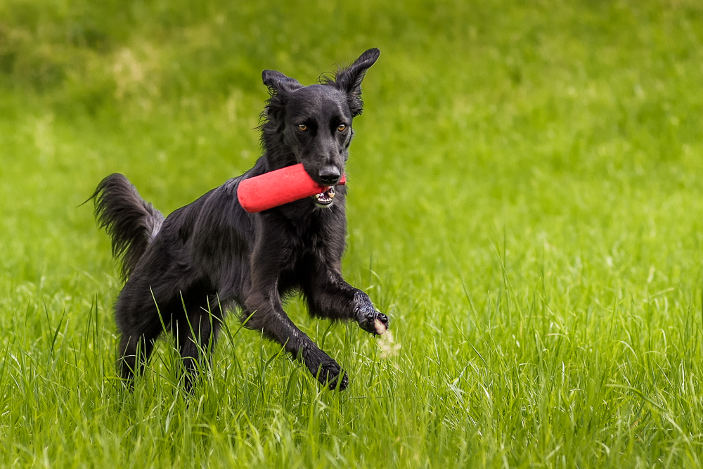 Dummy Training mit Hunden #2